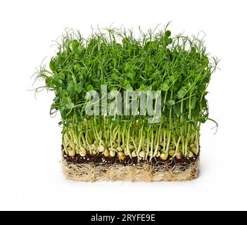 Green peas microgreen isolated on white Stock Photo