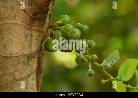 Close up photo of ficus fruits with blur background. Java, Indonesia. Stock Photo