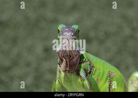 Closeup portrait of young green iguana (iguana iguana), facing camera. On the island of Aruba. Bright green scales, grass in background. Stock Photo
