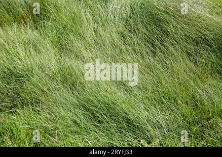 Wild green grass abstract background texture Stock Photo