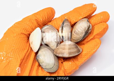 Fresh clams on human hand in glove on white background. Seafood industry Stock Photo