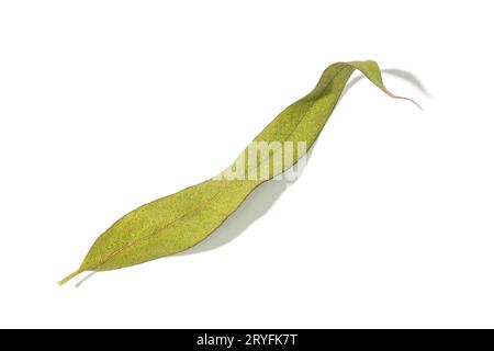 Dry Eucalyptus leaf isolated on white background Stock Photo