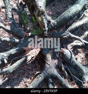 Deadwood in the forest caused by fungus Stock Photo