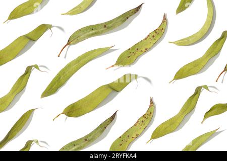 Group of dry eucalyptus leaves isolated on white background pattern Stock Photo