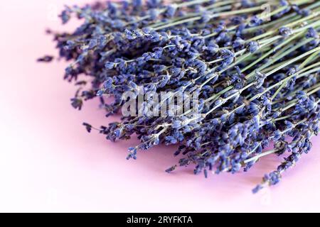 Dried lavender isolated on pastel pink background. Aromatic flower, spa and relaxation. Stock Photo