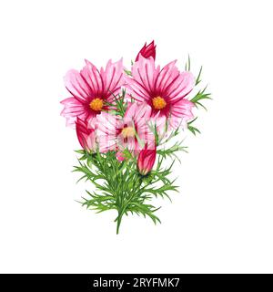 Watercolor cosmos flowers bouquet isolated on white background. Hand drawn wildflower arrangement with pink flower and green lea Stock Photo