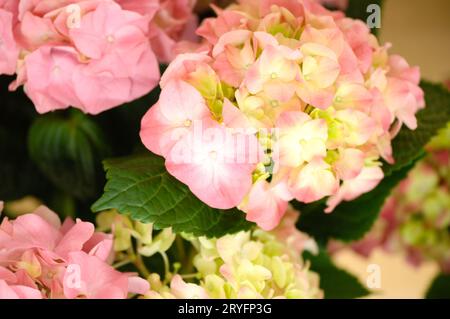 Selective focus shot of pink hydrangea Stock Photo