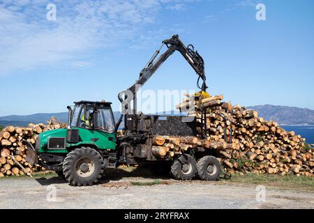 Forest log truck tree harvester unloading tree logs. Forest industry Stock Photo