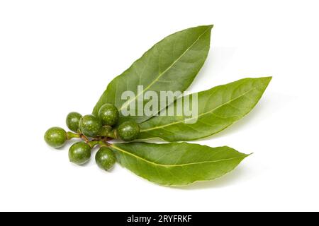 Fresh Bay laurel leaves and seeds isolated on white background. Laurus nobilis Stock Photo