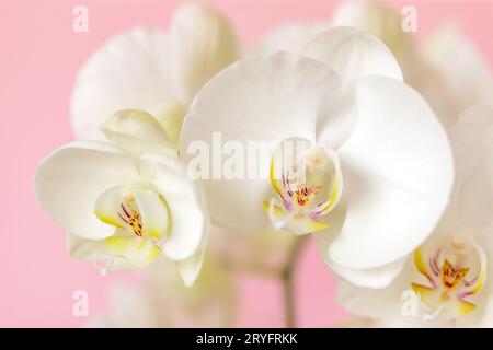 Blossoming white phalaenopsis orchid against pastel pink colored background, macro closeup Stock Photo