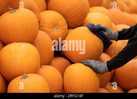 Freshly harvested pumpkins are sorted and stored at Oakley Farms near Wisbech in Cambridgeshire, which is one of Europe's biggest suppliers of pumpkins, growing around five million each year. Picture date: Wednesday September 27, 2023. Stock Photo