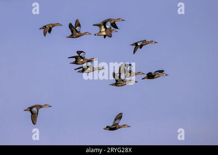 The blue-winged teal (Spatula discors) Stock Photo