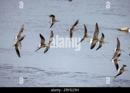 Flock of shorebirds in flight Stock Photo