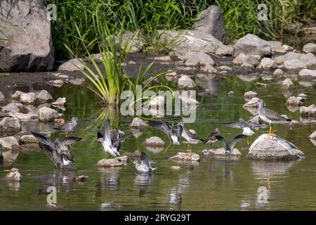 A shorebirds looking for food in shallow water in a river Stock Photo