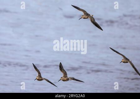 Flock of shorebirds in flight Stock Photo