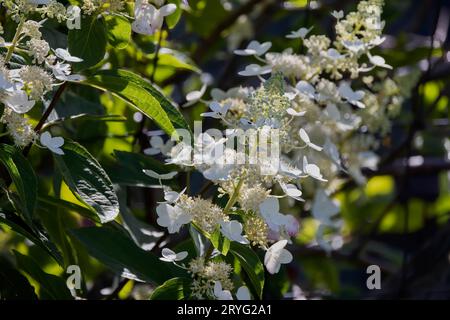 Pinky Winky Panicle Hydrangea (Hydrangea paniculata Stock Photo