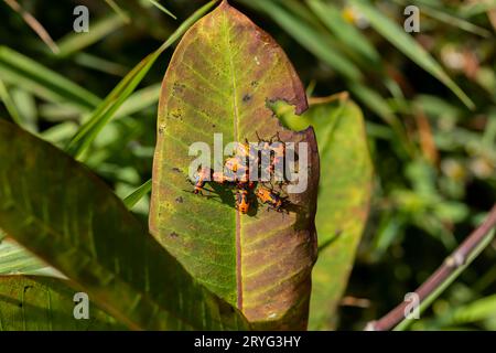 The large milkweed bug (Oncopeltus fasciatus) Stock Photo