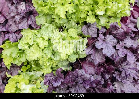 Green and purple heuchera plants background. Saxifragaceae family Stock Photo