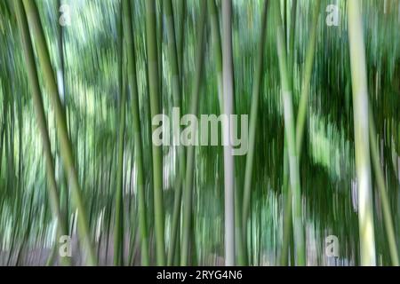 Bamboo forest natural creative motion background, photo created by intentional camera movement Stock Photo
