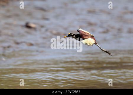 Northern jacana flying over Tortuguero national park, Costa Rica Stock Photo