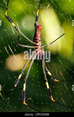 Golden silk spider standing on its net in Tortugero field, Costa Rica Stock Photo
