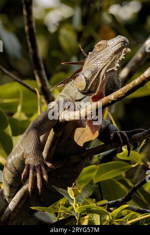 Common green iguana resting on a tree in Tortuguero national park, Costa Rica Stock Photo