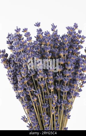 Bouquet Of Beautiful Lavender Flowers Isolated On White Stock Photo - Alamy