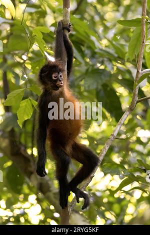 Black spider monkey in Corcovado national park, Costa Rica Stock Photo