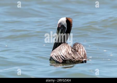 Brown pelican resting on the sea off Corcovado National park, Costa Rica Stock Photo