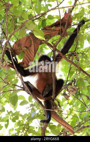Black spider monkey resting in Corcovado national park rainforest, Costa Rica Stock Photo