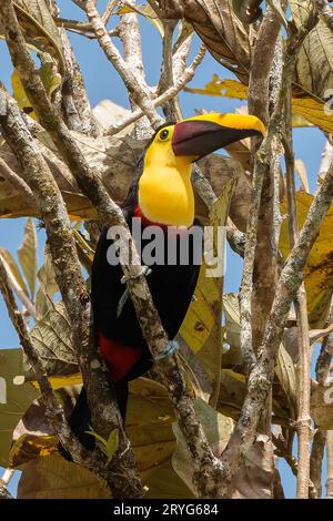 Chestnut-mandibled toucan perched on a tree, Costa Rica Stock Photo