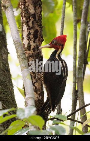 Pale-billed woodpecker picking a tree in Corcovado national park, Costa Rica Stock Photo