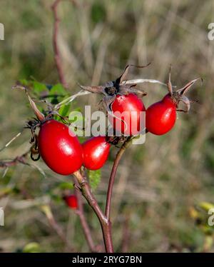 Red fruits of rose hips or dog rose. Rosa canina in the autumn. Stock Photo