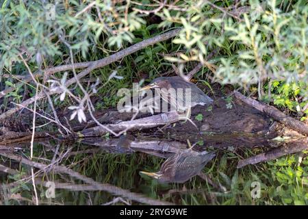 The young Green heron (Butorides virescens) Stock Photo