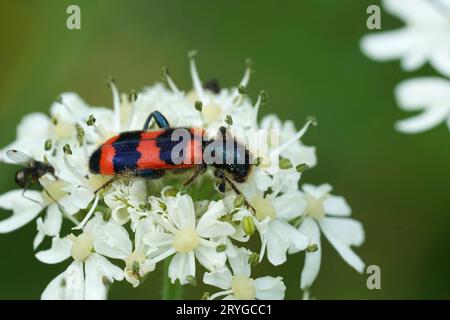 Natural closeup on the hairy, colorful bee-eating beetle, Trichodes apiarius sitting on a white Heracleum flower Stock Photo