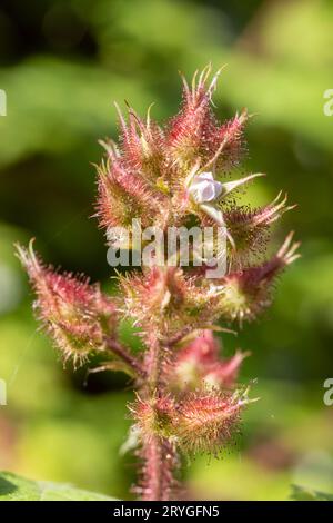Young Maple leaves in spring,common name as Acer is a genus of trees and shrubs. Acer pseudoplatanus, or Acer platanoides, the m Stock Photo