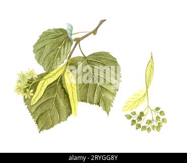 Watercolor blossoming linden twig with leaves, flowers and seeds. Stock Photo