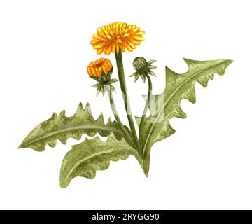 Watercolor dandelion spring plant with yellow flowers and buds. Hand drawn illustration on white background Stock Photo