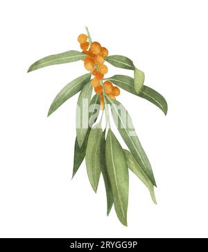 Watercolor sea-buckthorn illustration. Honey herb. Stock Photo