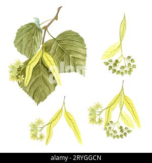 Watercolor blossoming linden twig with leaves, flowers and seeds. Hand painted floral illustration isolated on white background. Stock Photo