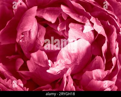 Viva Magenta 2023 Color Gradient Watercolor Background Stock Photo
