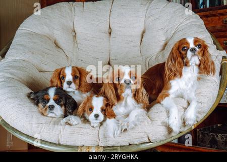 Group portrait of cavaliers King Charles spaniels of tricolor and Blenheim colors of adults and small puppies, sitting in large cozy round armchair in Stock Photo