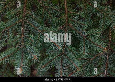 Close up background of fresh green spruce branches Stock Photo