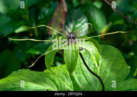 Sydney Australia, unusual flower of a daiswa forrestii native to Vietnam Stock Photo