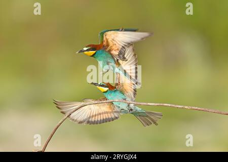 Two European bee-eaters, Merops apiaster, sitting on a stick fighting, in beautiful warm morning light, Burdur, Turkey. Clean green background. Stock Photo