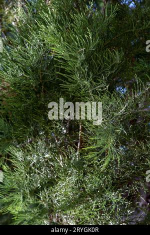 Giant sequoia green leaves and branches. Sequoiadendron giganteum or Sierra redwood needles. Close up. Detail. Stock Photo