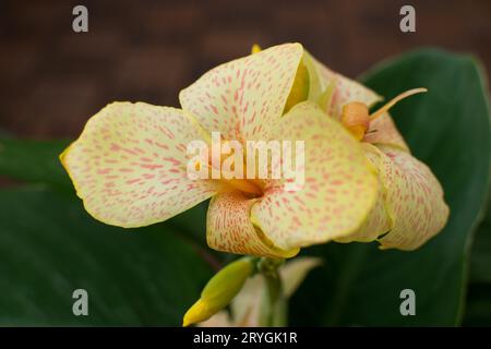 Close up view of a beautiful yellow orange canna cannasol plant in bloom. Stock Photo