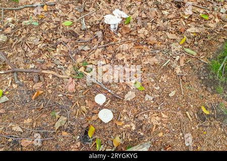 Ground covered with dry leaves, twigs and four white mushrooms, Chlorophyllum molybdites in Dutch nature reserve Brunssummerheide, sunny day in South Stock Photo