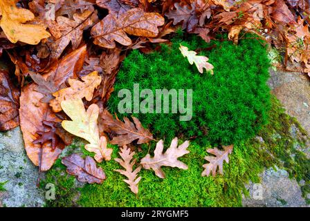 Mosses and dry oak leaves on the ground. Stock Photo
