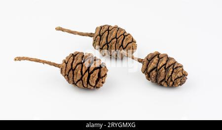 Giant sequoia (Sequoiadendron giganteum) cones isolated on white background. Stock Photo